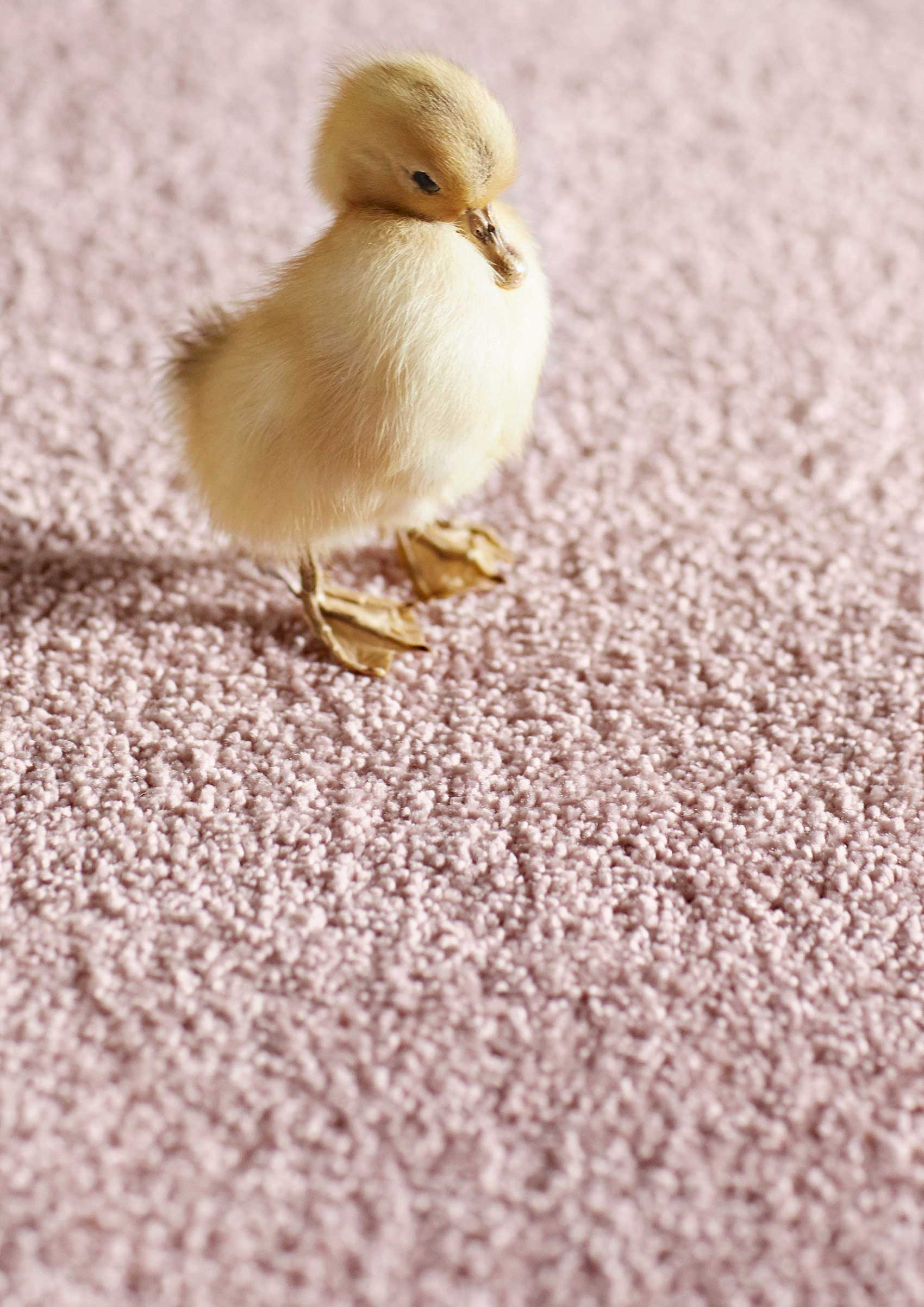 Teppich Rosa Kurzflor weich & soft "Venice" Homie Living - Image 6